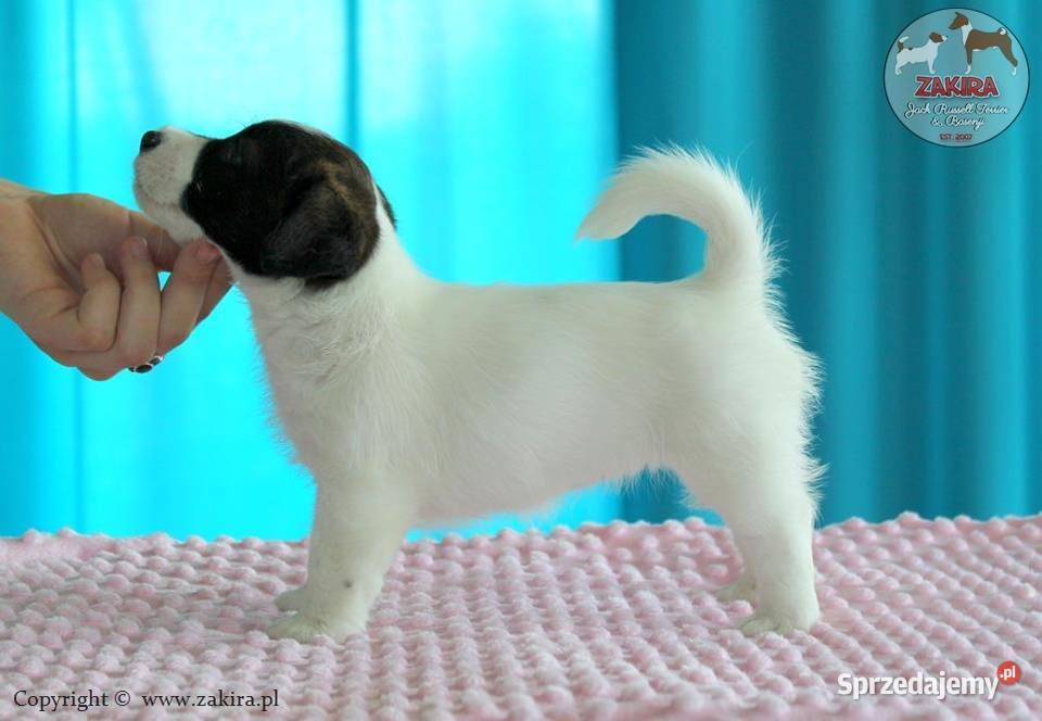 Szczenię Jack Russell Terrier Jesień 2026