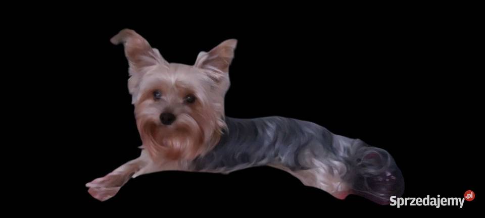 YORKSHIRE TERRIER REPRODUKTOR Z RODOWODEM FCI Kraków