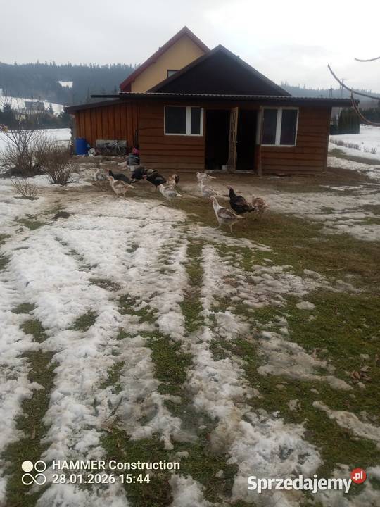 Sprzedam indyki likwidacja chdowli Spytkowice