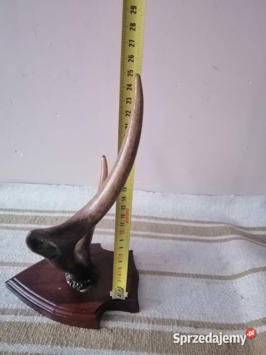 Poroże z podstawka Legnica