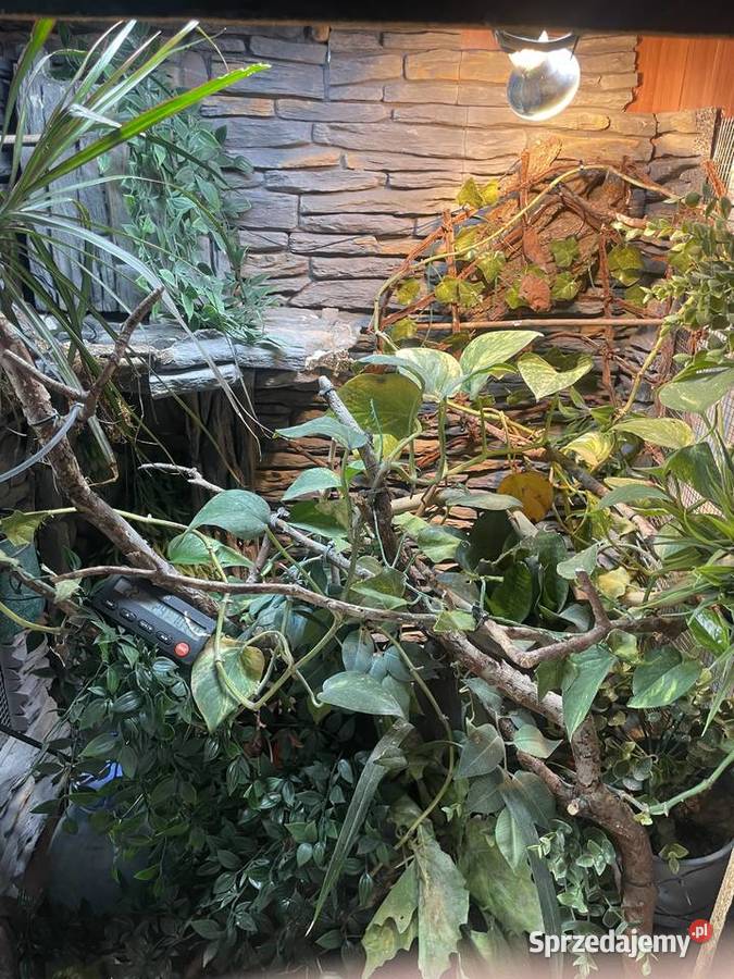 Terrarium kameleongekonfelsuma Przemyśl