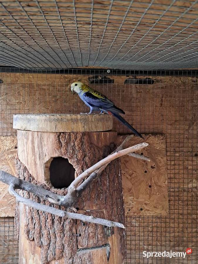 Rozella bladogłowa śląskie