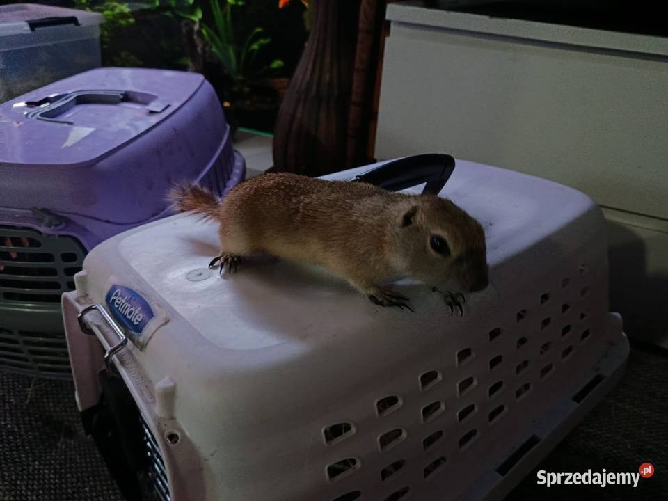 Suseł preriowy Richardsona Gryzonie Poznań