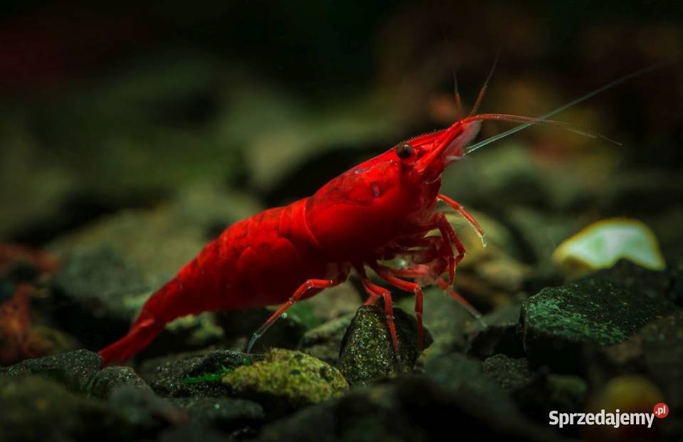 Krewetki ozdobne Neocaridina Red Cherry Yellow