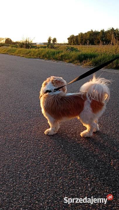 mam ślicznego pieska dorosłego uwielbia dzieci Grabówiec