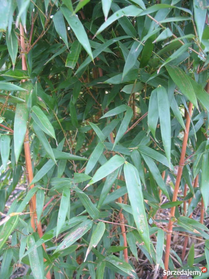 BANANOWCE BAMBUSY KAKTUSY GUNERA Wrocław