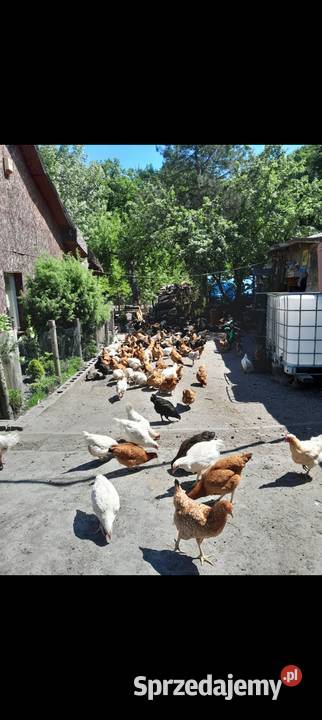 Jaja wiejskie kury kaczki na rosół Hodowla drobiu