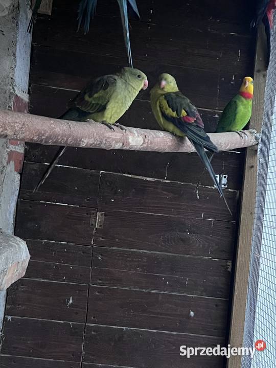 Sprzedam różne papugi wielkopolskie