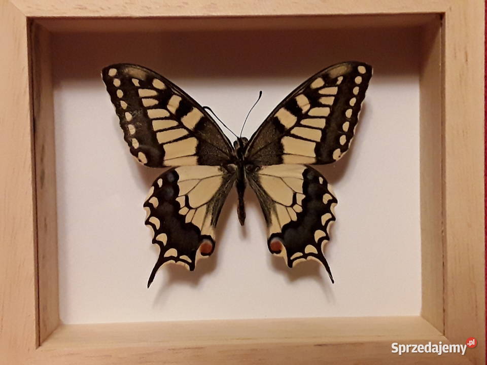 Motyl w ramce 12x10 Papilio machaon Paź królowe Szczecin