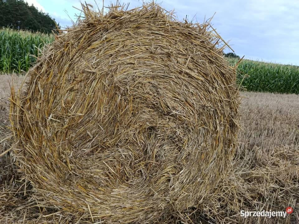 Bele słomy 130KR Trawy, słoma Hornowo