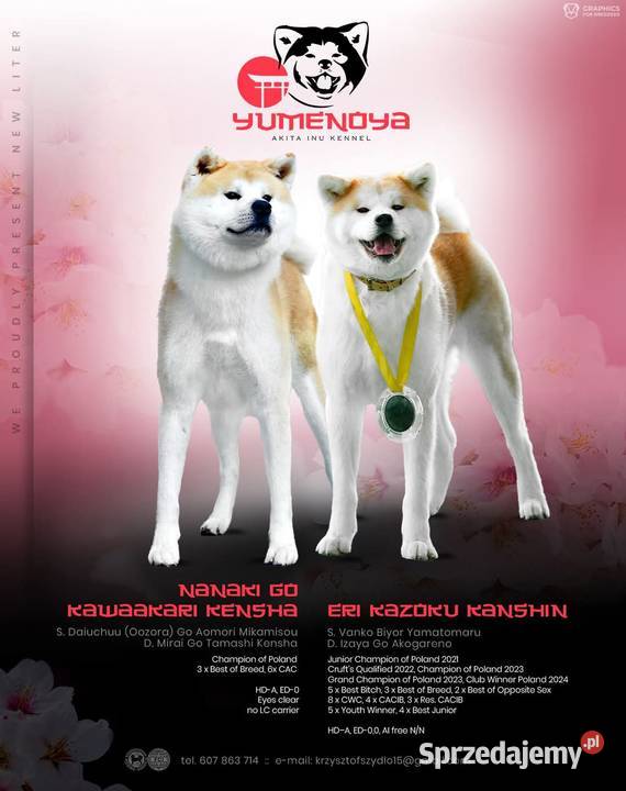 Akita okazja lubuskie Siedlisko