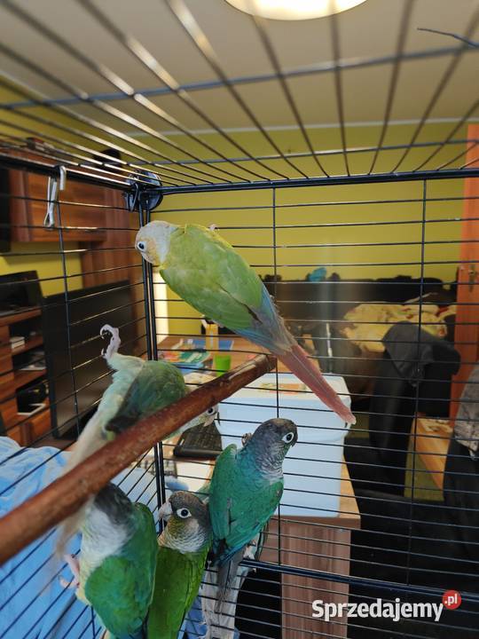 Papugi Rudosterki Ptaki Ptaki Toruń