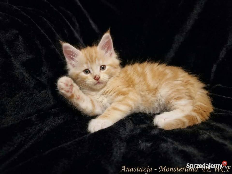 Maine Coon z rodowodem WCF MonsterlandPL Kocięta dolnośląskie Bożków