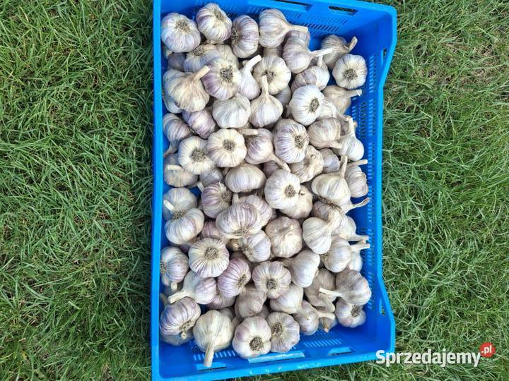 Sprzedam polski czosnek Harnaś Busko-Zdrój