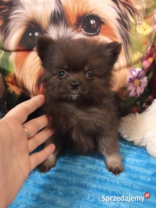 Chłopak szpic miniaturowy malutki Brodnica