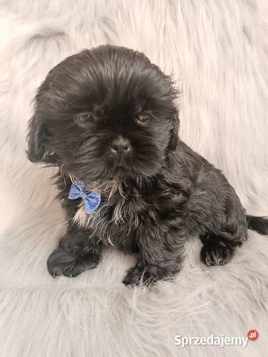 Piesek rasy ShihTzu Ostrzeszów