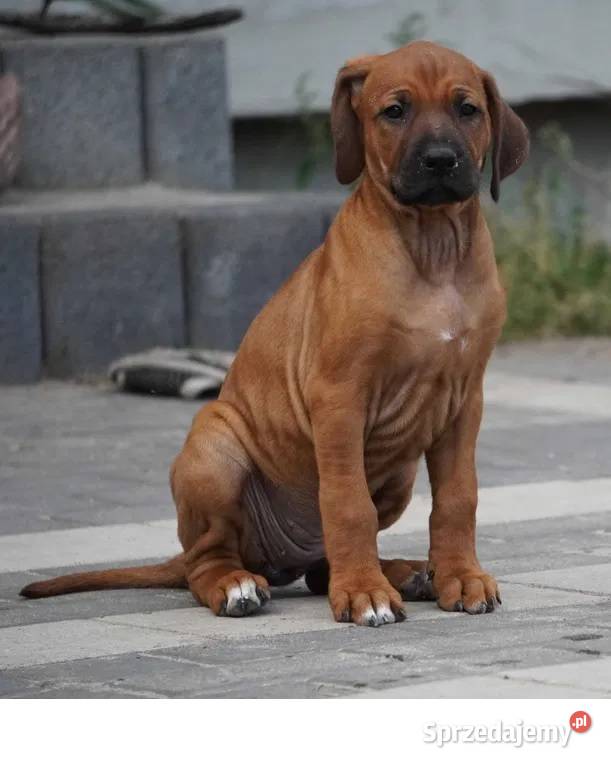 Rhodesian Ridgeback szczenię wystawowe suczka