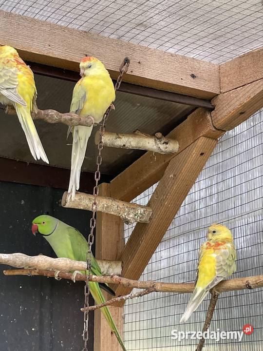 Sprzedam świergotki Tarnów sprzedam