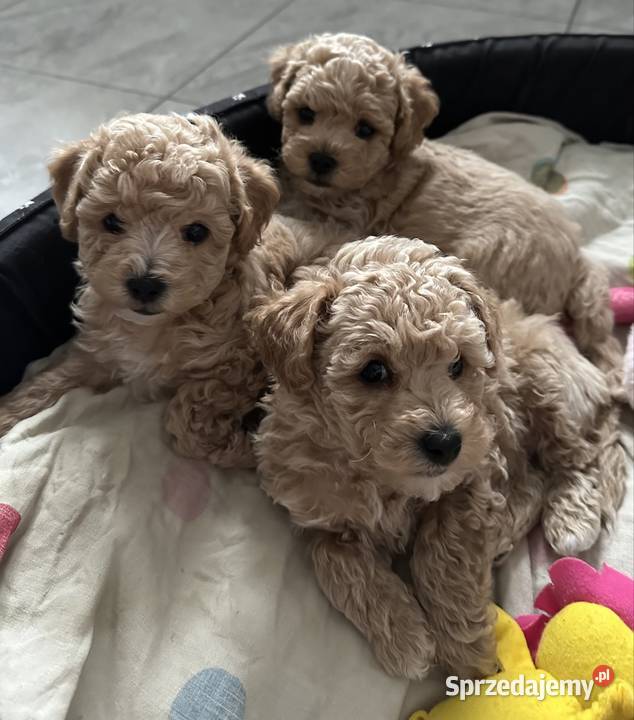 Piesek bichpoo bichon frise pudel toy nie Warszawa