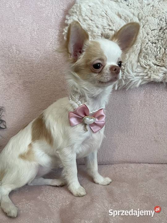 MALUTKA SUNIA Chihuahua długowłosa Trzebnica