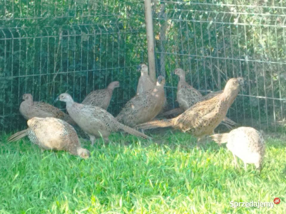Sprzedam młode bażanty polne Kalisz