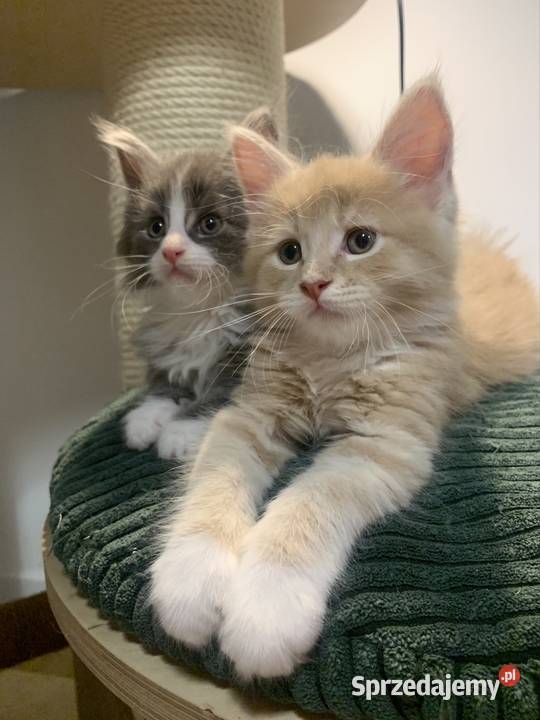 Kocur Maine Coon kremowobiały mazowieckie Warszawa