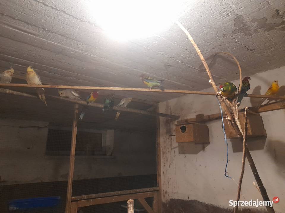 Sprzedam papugi Rozelle białolice Racławice