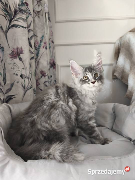 Kotka Maine coon Aqua