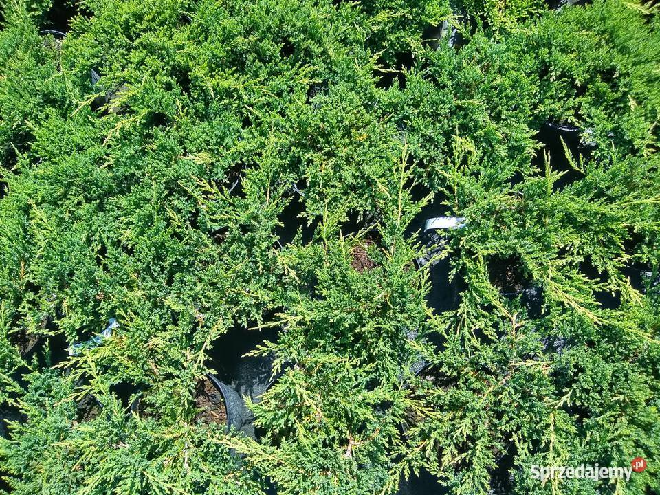 Jałowiec Płożący Prince of Wales Garlica Duchowna