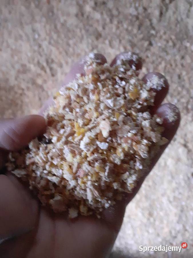 Pszenica pszenżyto owies jęczmien łódzkie Nieborów