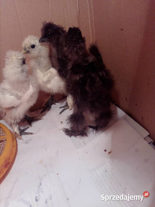 Sprzedam kurczątka Silka Jedwabista USA Dębica