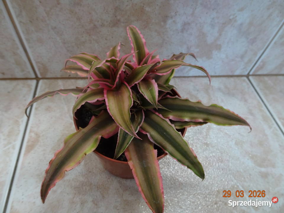 skrytokwiat mazowieckie Warszawa sprzedam