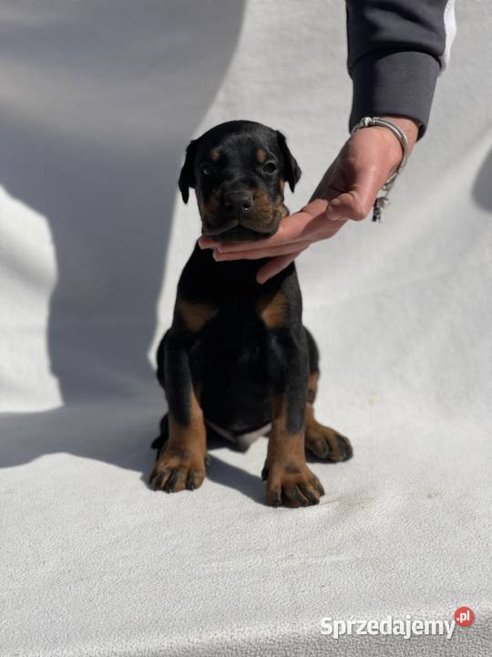 Doberman Piękne Szczenięta Walce sprzedam
