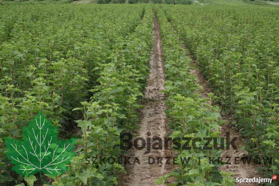 Sadzonki porzeczki czerwonej ROLAN DETVAN Jonker