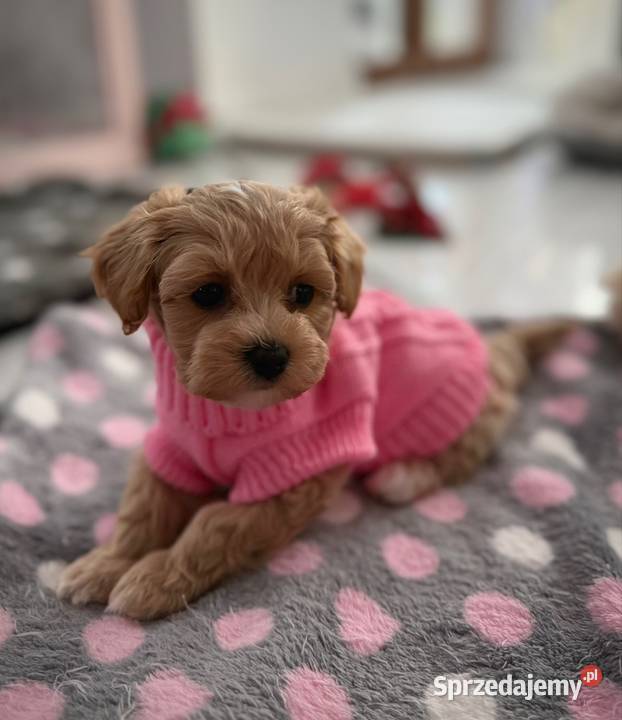 Maltipoo malutka dziewczynka Kraków