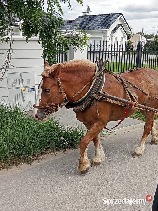 Sprzedam Klacz 8 lat Ujrzanów