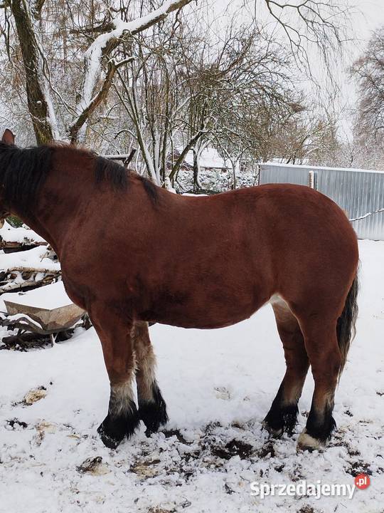 Sprzedam konia Ostrów Lubelski