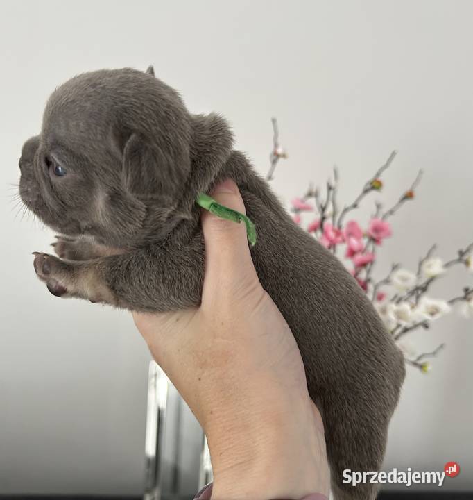 Buldog francuski Buldog pomorskie
