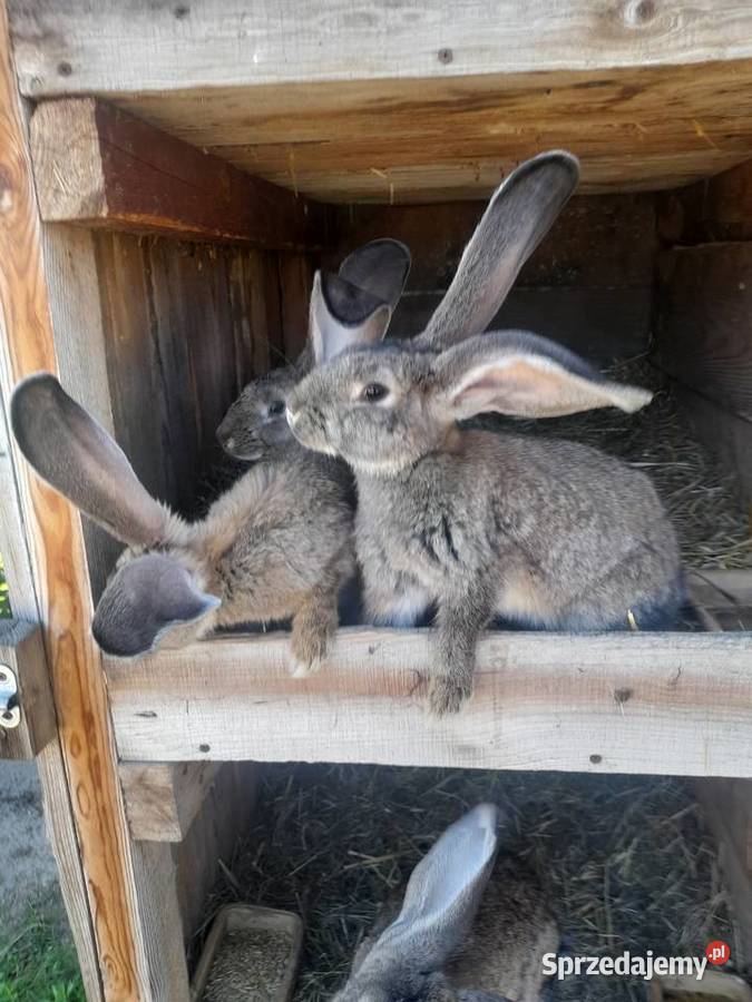 Króliki króle młode i dorosłe lubelskie Bęczyn sprzedam