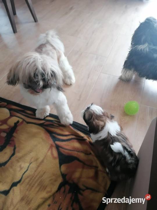 Piekny pies shihtzu Shih Tzu Mszana Dolna
