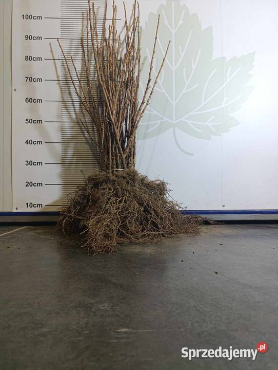 Sadzonki porzeczki czarnej TIHOPE licencja 2024 Stary Pożóg sprzedam