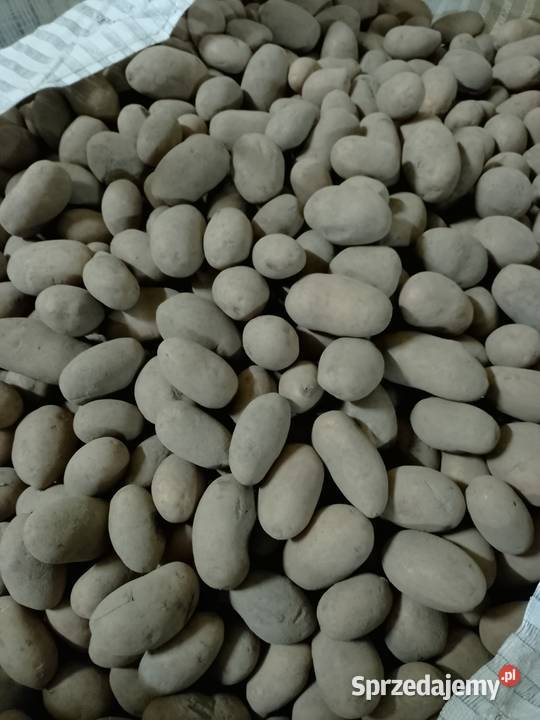 Sprzedam ziemniaki Queen Anna OPAKOWANIE BIG BAG Zakroczym sprzedam