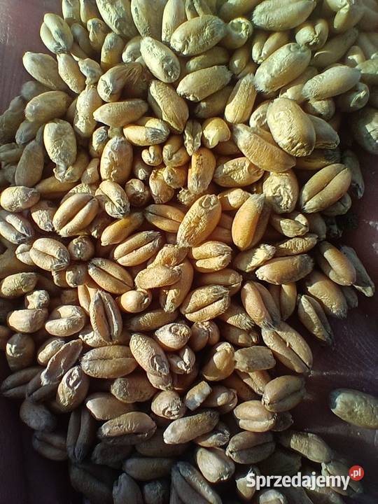 Pszenica ozima zbiór 2025 Sulejów