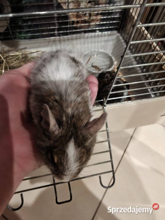 Oddam 2 koszatniczki Radom