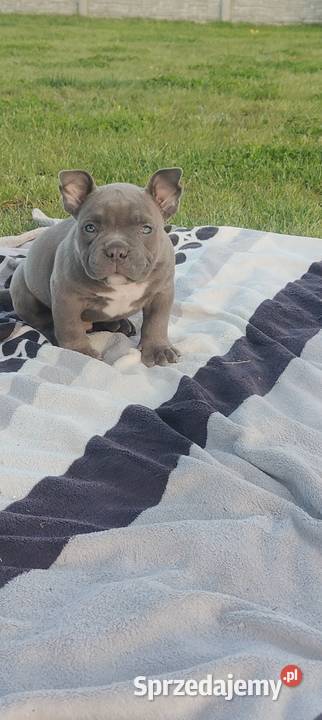 American Bully Pocket Piesek łódzkie Krośniewice