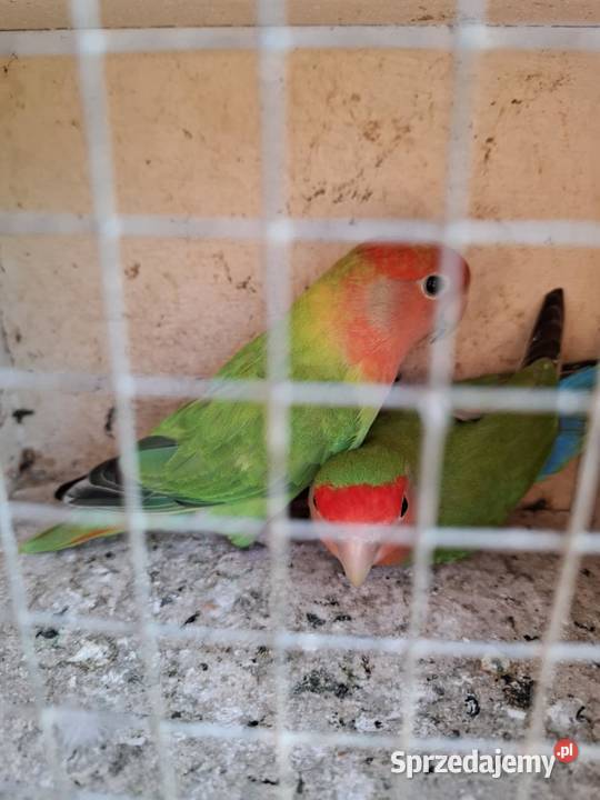 sprzedam nierozłączki Marcinów