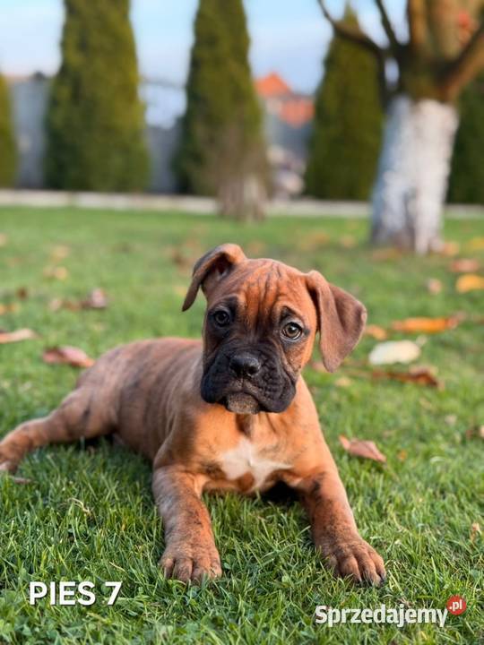 Szczeniaki Bokser wielkopolskie Baszyny