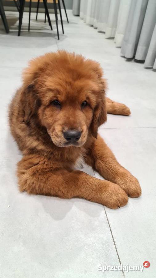 Mastif Tybetański szczenięta Gotowe do odbioru Łask