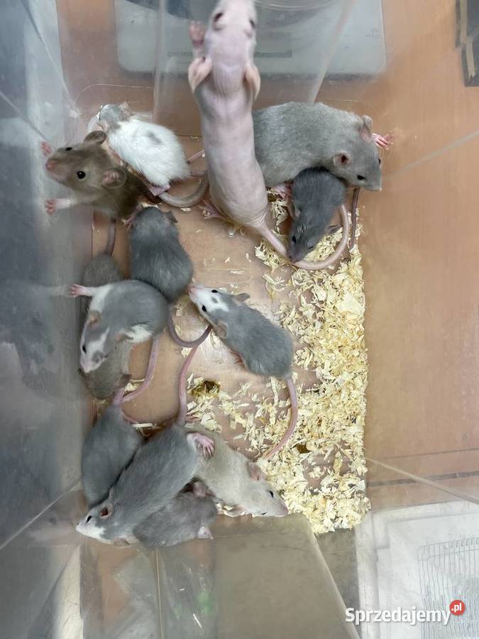 Szczury rasowe Gliwice
