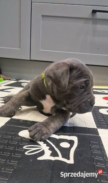 Cane Corso rodowodowe Bychawa
